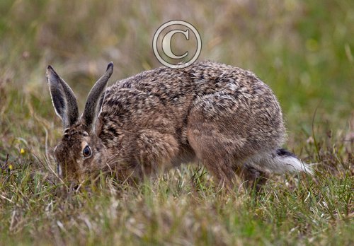 Brown Hare DM1159